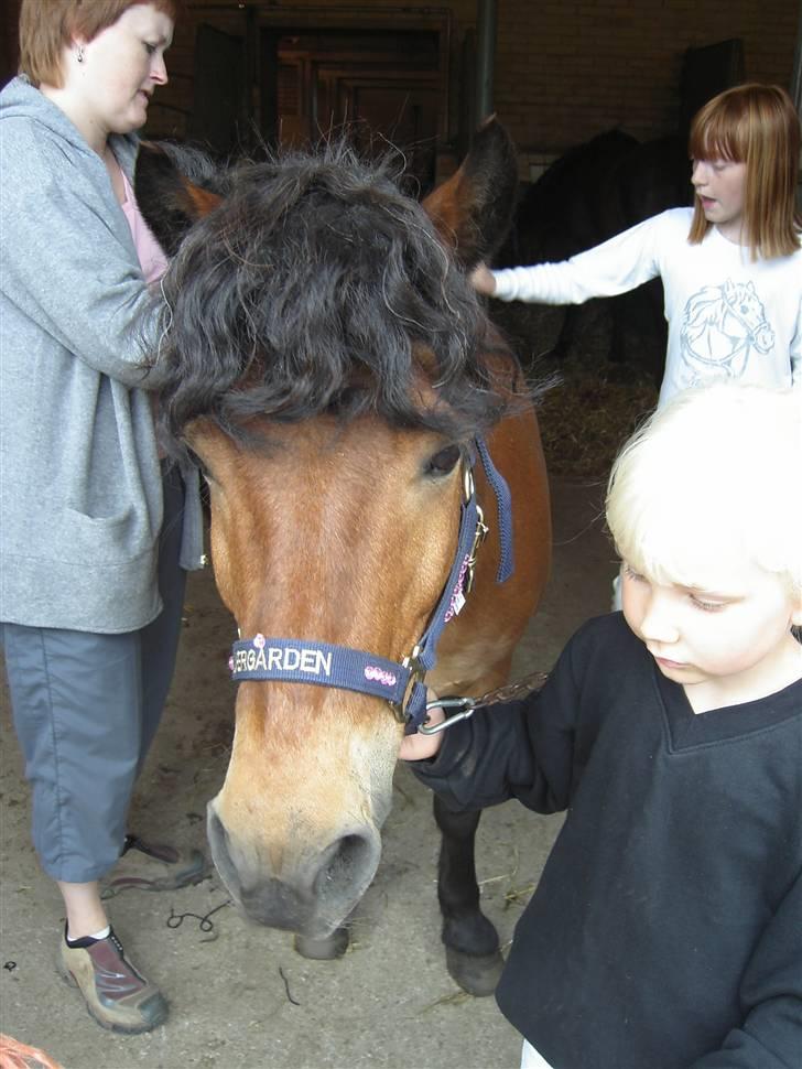 Anden særlig race Flacki *Sille's* billede 14