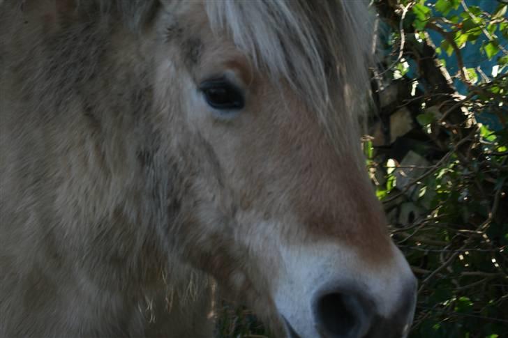 Fjordhest Valdemar † R.I.P † - Dejlige, smukke Valde .. Han er bare dejlig <´3 billede 1