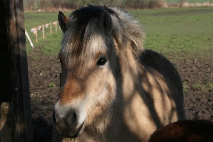 Fjordhest Valdemar † R.I.P † - Er der guf ? billede 2