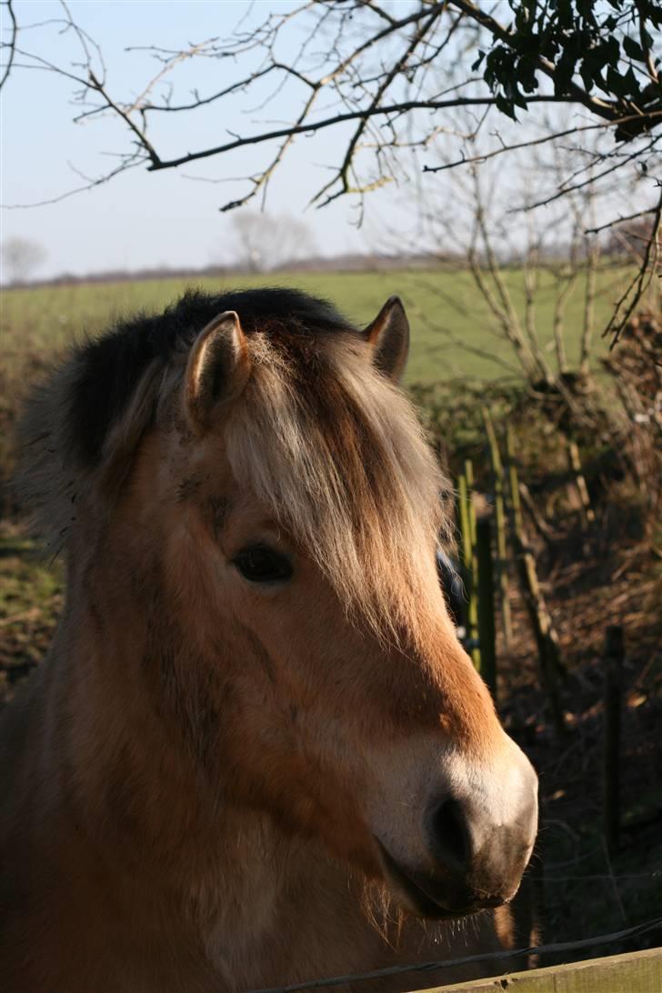 Fjordhest Valdemar † R.I.P † - Lidt nysgerrig ? billede 3