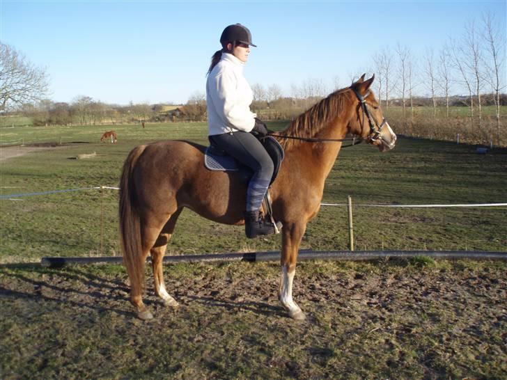 Arabisk fuldblod (OX) A/g's jet'aime ox - Pernille og Jet´aime,14.02.08 billede 8