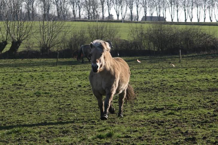 Fjordhest Valdemar † R.I.P † - Last chance for love, så skal han skynde sig ;P billede 4