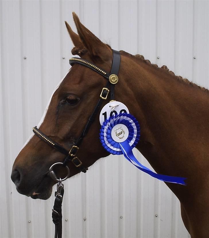 Arabisk fuldblod (OX) A/g's jet'aime ox - Jet´aime til kåring d. 22.06.08 billede 9