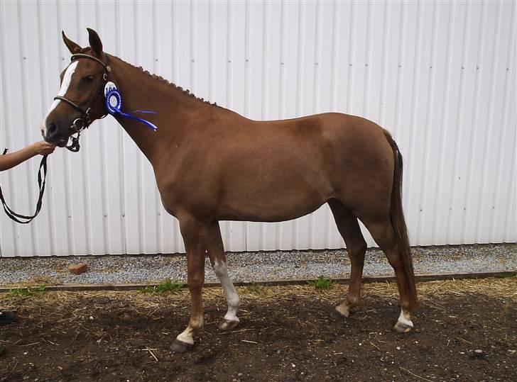 Arabisk fuldblod (OX) A/g's jet'aime ox - Jet´aime til kåring d. 22.06.08 i DSP billede 10