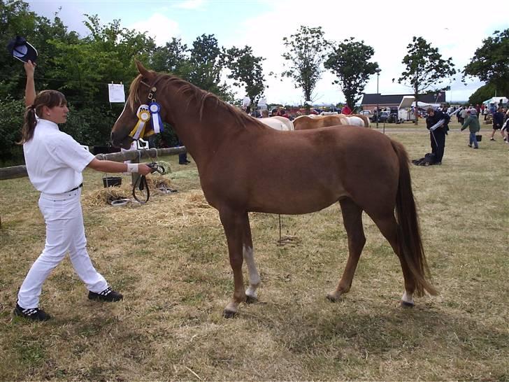 Arabisk fuldblod (OX) A/g's jet'aime ox - Jet´aime ,Løgstør Dyrskue 14.06.08. Fik 23 p. +Ærespr. billede 11