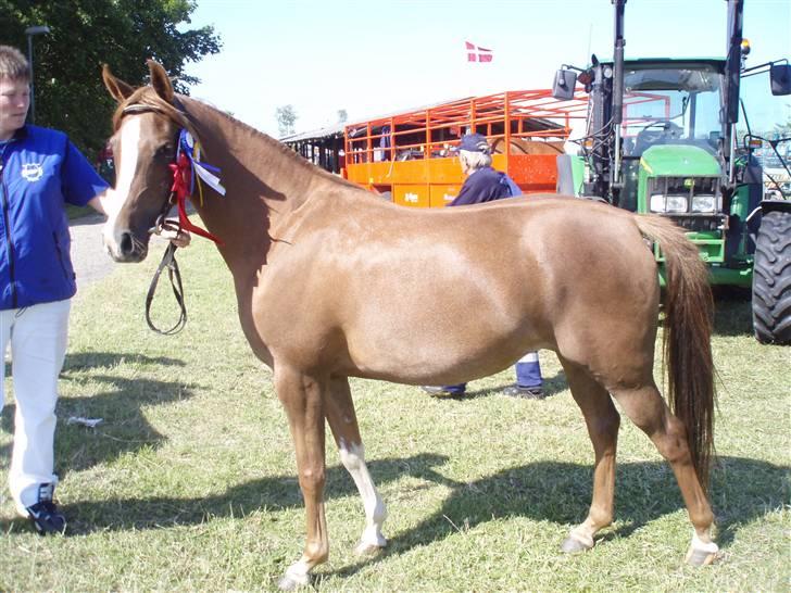 Arabisk fuldblod (OX) A/g's jet'aime ox - Jet´aime, Løgstør Dyrskue,23 p. +Ærespr. og SKUETS BEDSTE HEST. 13.06.09 billede 12