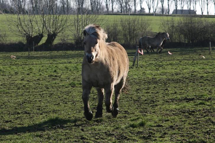 Fjordhest Valdemar † R.I.P † - You never get me billede 5