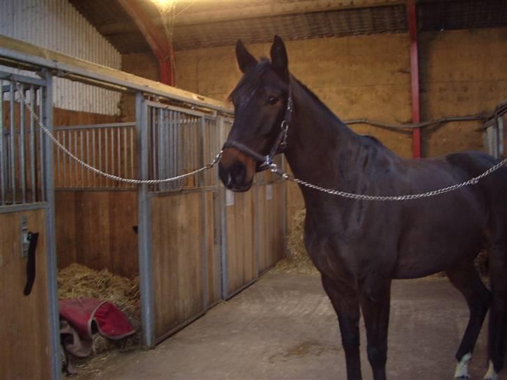 Trakehner Tripoli ( SOLGT) billede 18