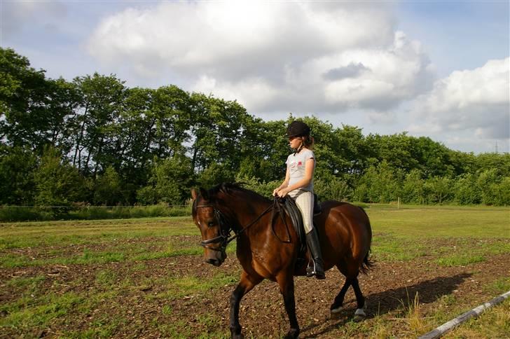 Welsh Partbred (Sec F) Siem´s Chirocco - solgt - Sommeren 2007 billede 15