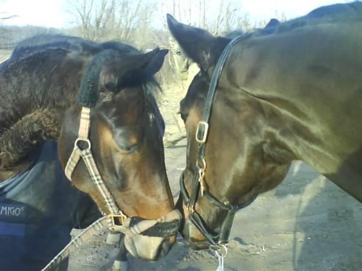 Trakehner Tripoli ( SOLGT) - Tripoli til Højre og han kæreste Peace til venstre :D<3 billede 20