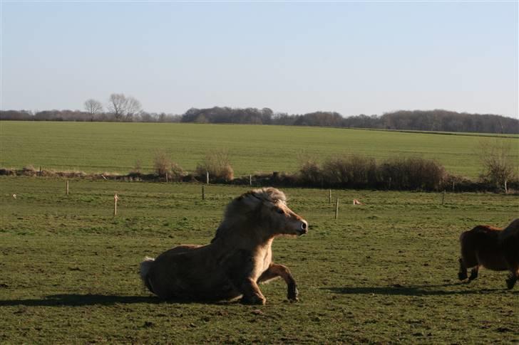 Fjordhest Valdemar † R.I.P † - Efter et styrt, hurtigt oppe på benene igen billede 6