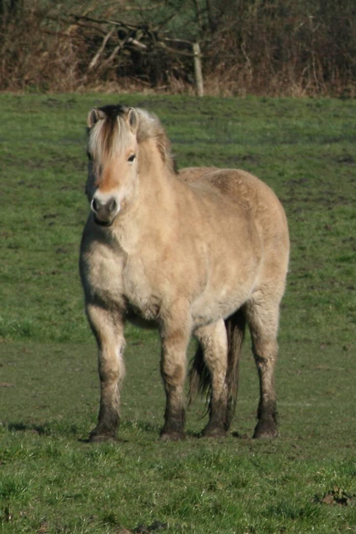 Fjordhest Valdemar † R.I.P † - Hvad sker der? Nye mennesker ? billede 7