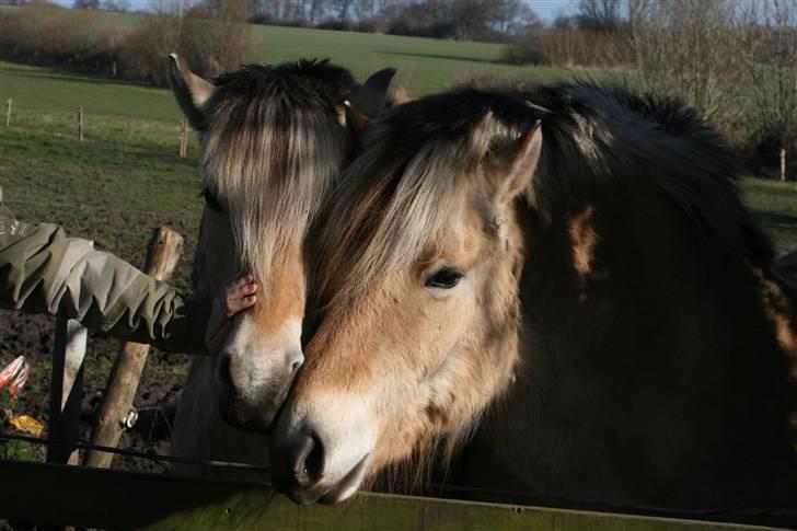 Fjordhest Valdemar † R.I.P † - Tvungen kærlighed ? Neeej, de elsker da hinanden billede 8