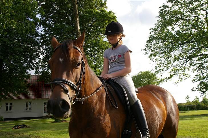 Welsh Partbred (Sec F) Siem´s Chirocco - solgt - Sommeren 2007 billede 17