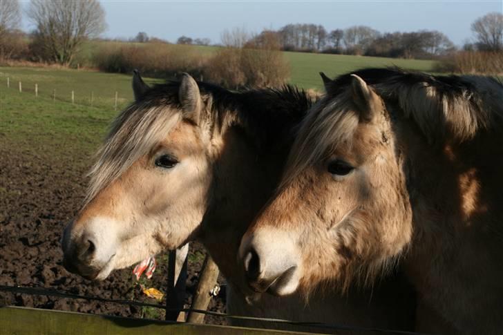 Fjordhest Valdemar † R.I.P † - Det dejlige kærestepar billede 9