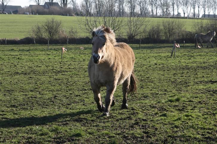 Fjordhest Valdemar † R.I.P † - hyppe hop i galop, hyppe hop i galop billede 10