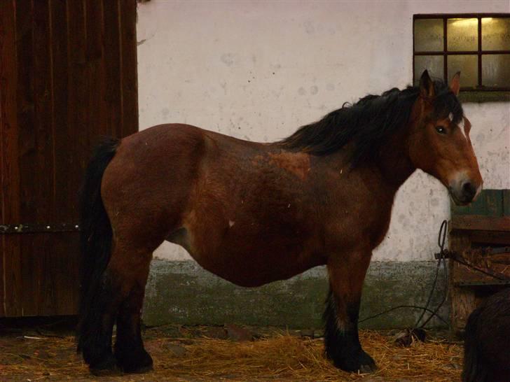 Belgier Bell,,  billede 14