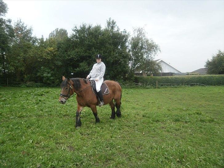 Belgier Bell,,  billede 15