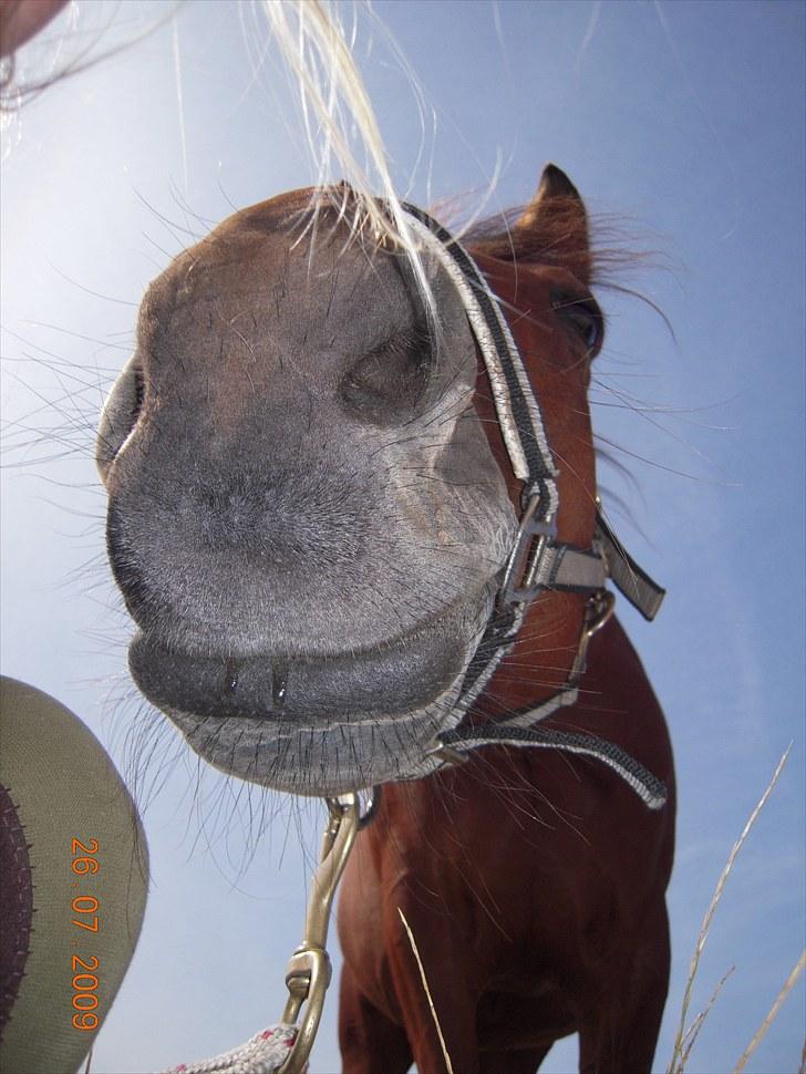 Traver Surprise Star  - :-) billede 5