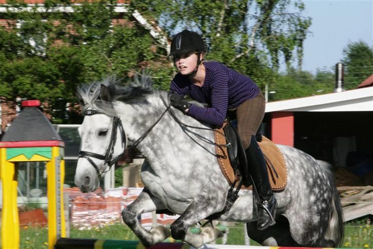 New Forest Odbjergs Isabell Udlånt - Spring isa! :)  Fototgraf: Nina billede 20
