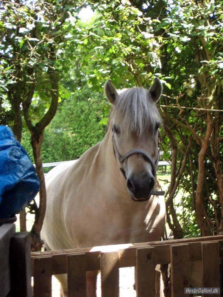 Fjordhest Nobelis Fjordlyst - Velkommen til Nobelis´ profil. <3 billede 1