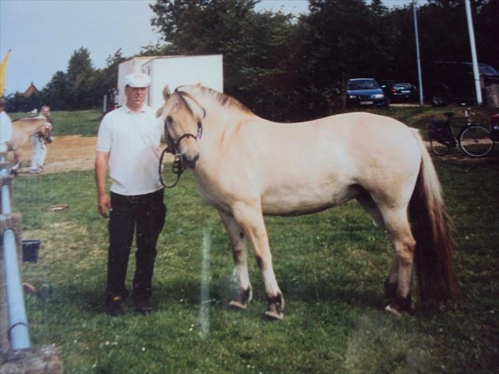 Fjordhest Nobelis Fjordlyst - Nobelis til det Sønderjyske Fællesdyrskue i Aabenraa :) <3 billede 2