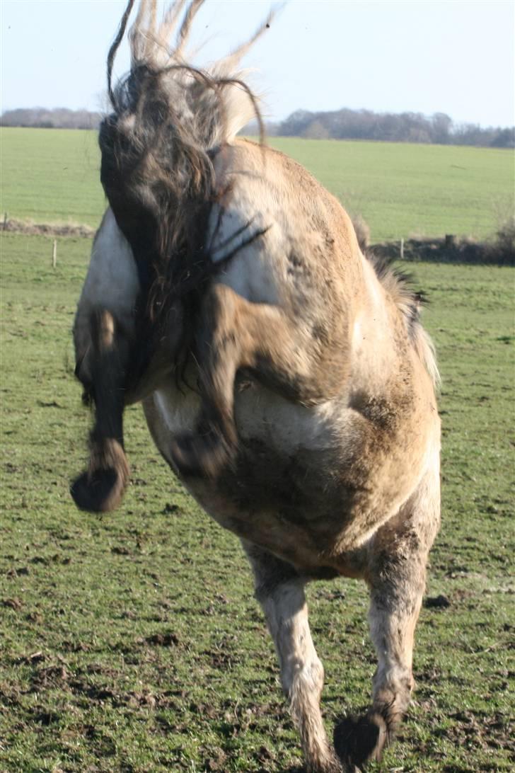 Fjordhest Nobelis Fjordlyst - Ja der kan ske så mange skøre ting når man galopere med de andre heste ^.^ <3 billede 3