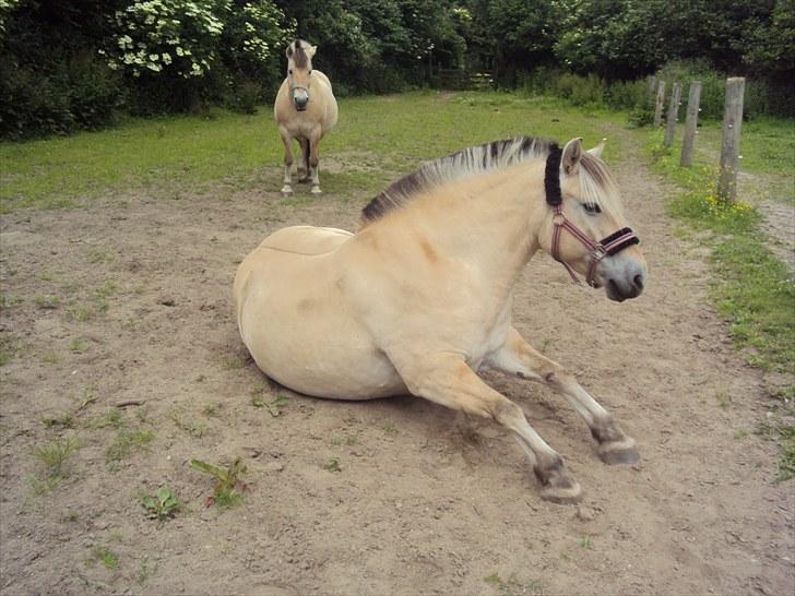 Fjordhest Nobelis Fjordlyst - Nobelis og Freja i baggrunden <3 billede 4