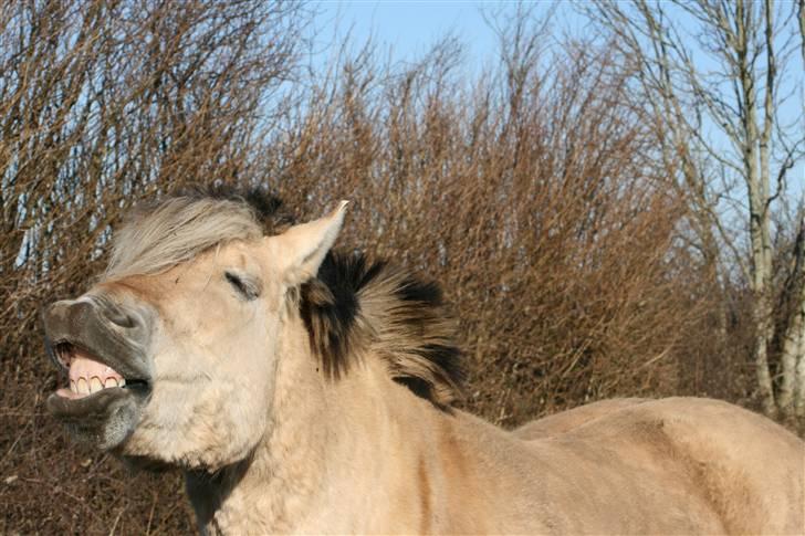 Fjordhest Nobelis Fjordlyst - Haha xD  Sjov joke, sjov joke xD billede 5