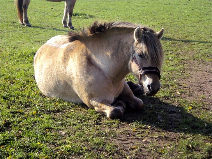 Fjordhest Nobelis Fjordlyst - Smukke Nobelis ligger ned på folden :) <3 billede 6