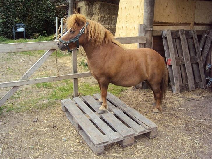 Shetlænder Skovvangens Ofelia - Velkommen til Ofelias profil :)         billede 1