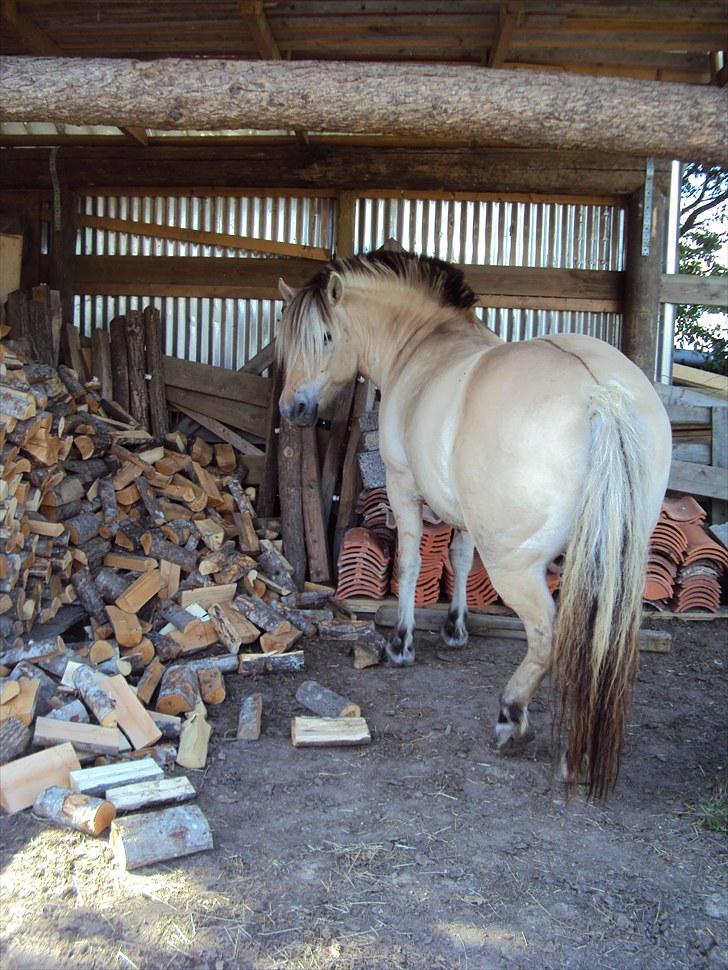 Fjordhest Nobelis Fjordlyst - Puha Nobelis. Du må da ikke gå ind og vælte alle de bunker med brænde! ;b <33 billede 7