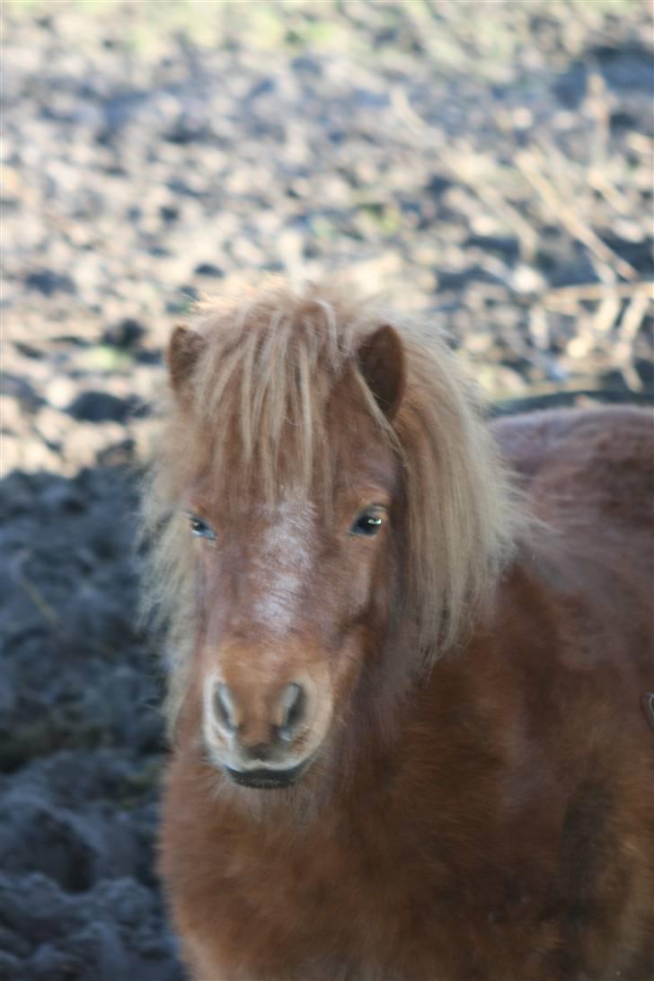 Shetlænder Skovvangens Ofelia - Min lille tykke smuksak <´3 billede 3