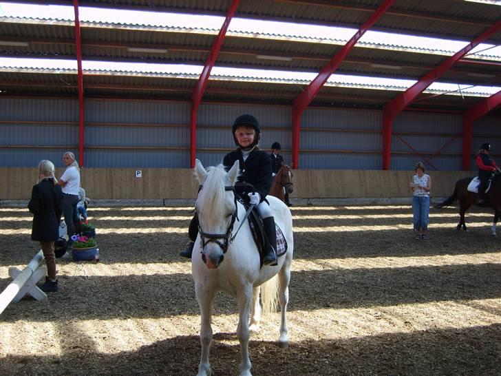 Welsh Mountain (sec A) Skrubbenborg Jamais billede 8