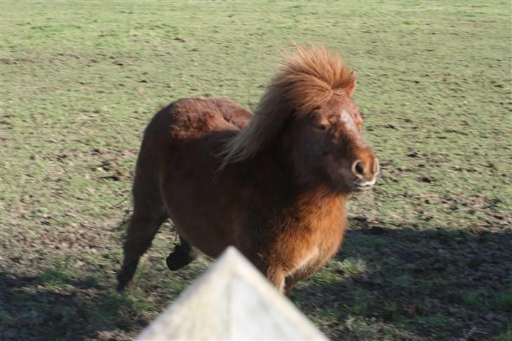 Shetlænder Skovvangens Ofelia - Jeg skal komme efter dig! billede 4