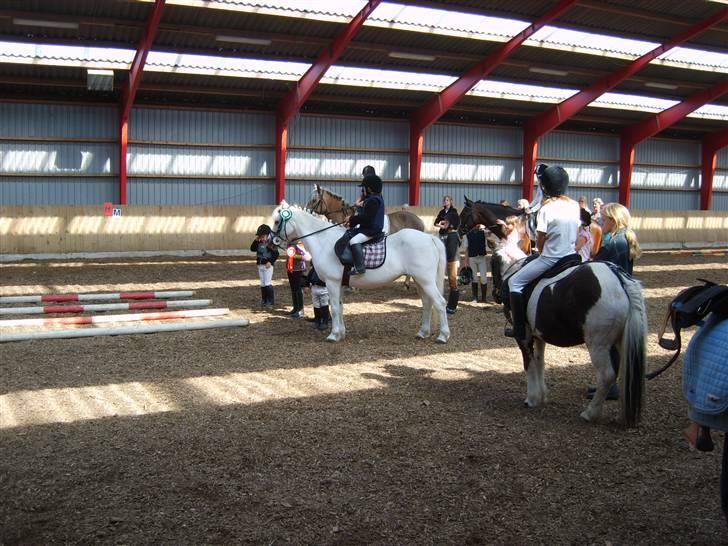 Welsh Mountain (sec A) Skrubbenborg Jamais billede 9