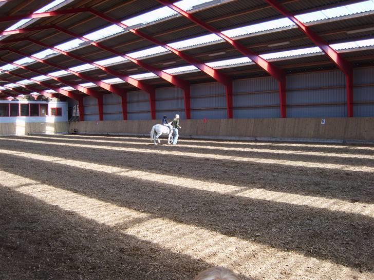 Welsh Mountain (sec A) Skrubbenborg Jamais billede 10