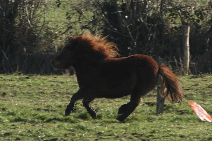 Shetlænder Skovvangens Ofelia - Ha, Felix, der fik jeg overhalet dig! billede 5
