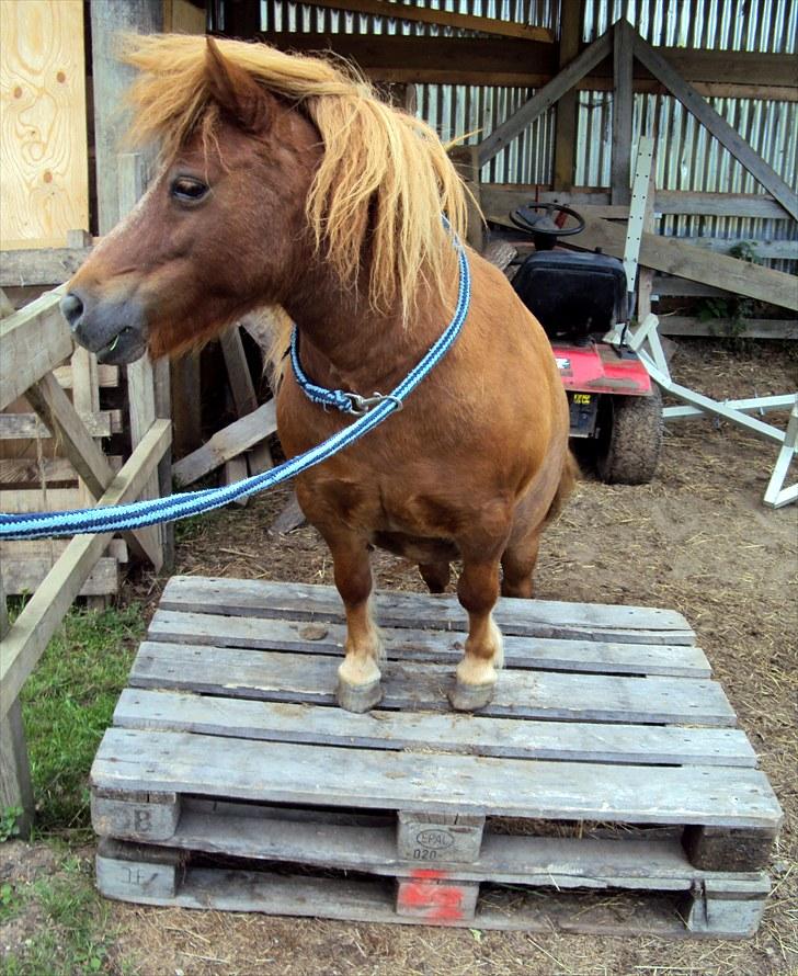 Shetlænder Skovvangens Ofelia - Et bevis på at det altså er frivilligt arbejde når Ofelia og jeg laver tricks :) <3 billede 7