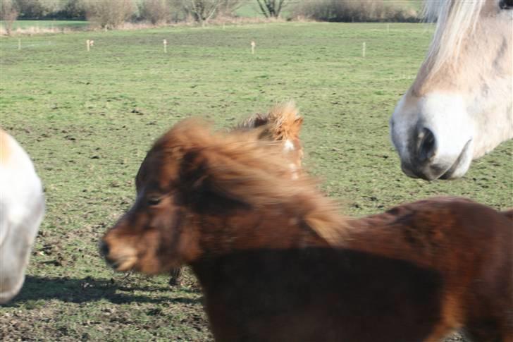 Shetlænder Skovvangens Ofelia - Lidt mere fart .. jeg tror jeg kan, jeg tror jeg kan! billede 8