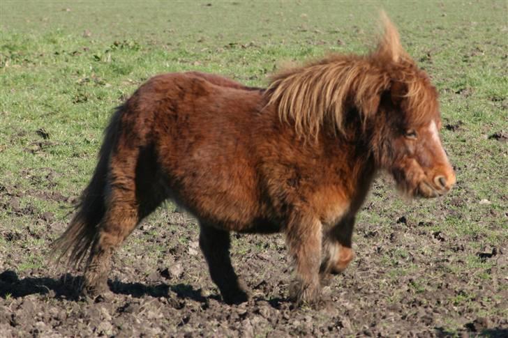 Shetlænder Skovvangens Ofelia - Puha, det var hårdt ..  billede 9