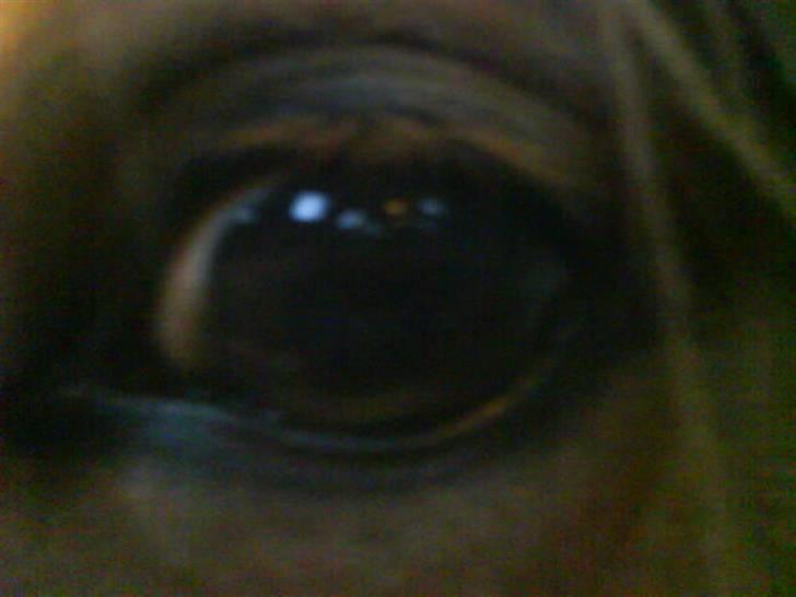 Tysk Sportspony Tanita  HHE´s billede 14