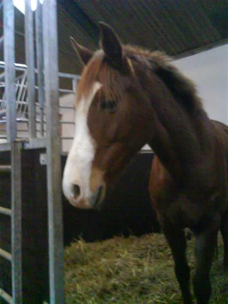 Tysk Sportspony Tanita  HHE´s - Må man smutte ud. ??  billede 15