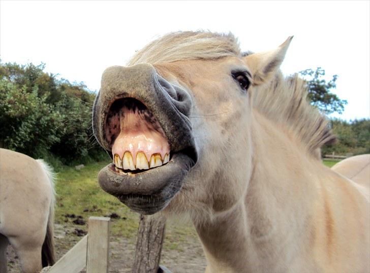 Fjordhest Nobelis Fjordlyst - Smil til verden, og verden smiler til dig ;) <3  ~~~ Fotograf: Cecilie Holst Jørgensen / CHJ PICTURES billede 8