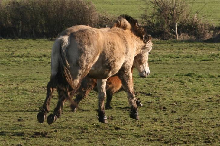 Fjordhest Nobelis Fjordlyst - Ja der kan ske så mange skøre ting når man galopere med de andre heste ^.^ <3 billede 9
