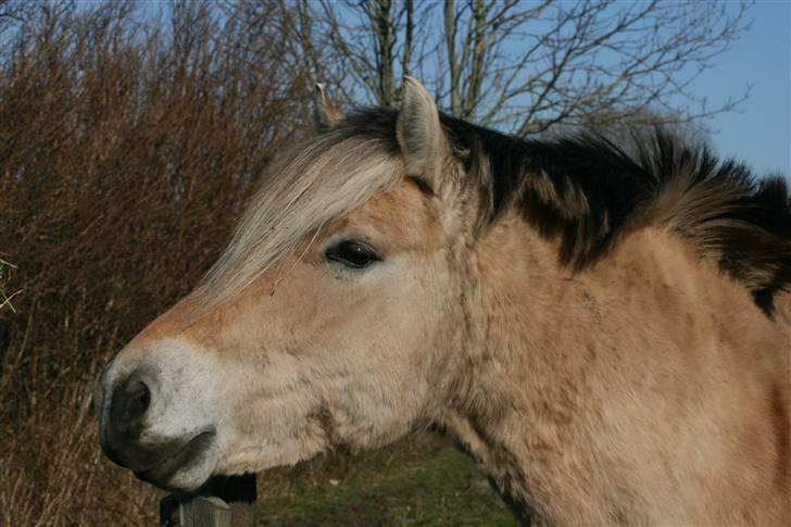 Fjordhest Nobelis Fjordlyst - Nobelis <3 billede 10