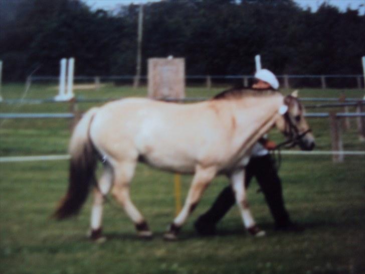 Fjordhest Nobelis Fjordlyst - Nobelis til kåring ved det Sønderjyske Fællesdyrskue i Aabenraa for nogle år siden ;) <3 billede 11