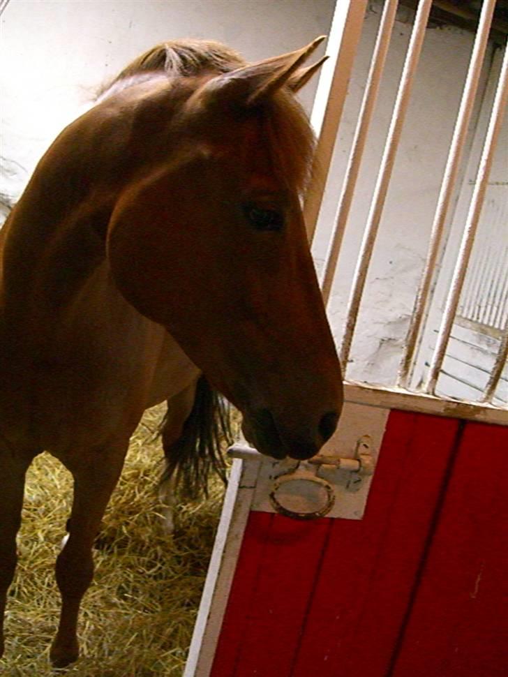 New Forest kantjes raimon - den dejlige og smukke Raimon:D billede 2