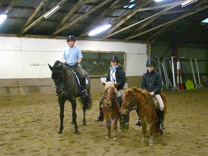 Traver Galaxen * SOLGT *  - haha i er nogle undermålere:D menn jeg kan ikke så godt lide jer små ponyer i går jo efter benene når man slodser hehe  billede 15