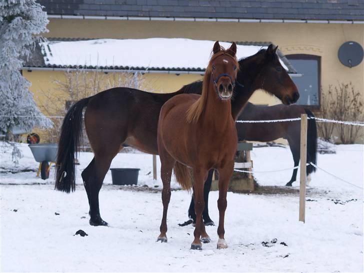 Arabisk fuldblod (OX) Kamilah - vinter 2010 billede 3